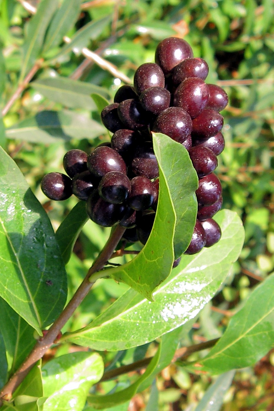 Image of Ligustrum vulgare specimen.