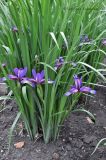 Iris graminea