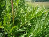 Artemisia latifolia. Фрагмент стебля и листья. Республика Мордовия, Ромодановский р-н, окр. с. Вырыпаево, луг на открытом склоне. 16 июля 2015 г.