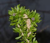 Lycium schweinfurthii