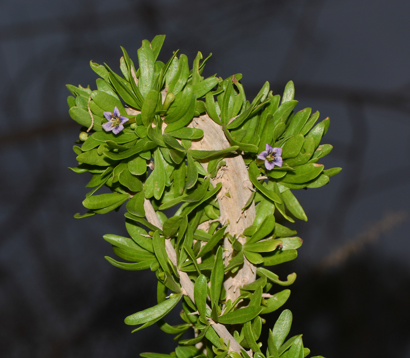 Image of Lycium schweinfurthii specimen.