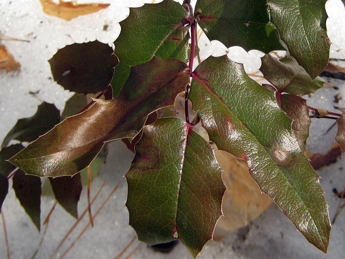 Image of Mahonia aquifolium specimen.