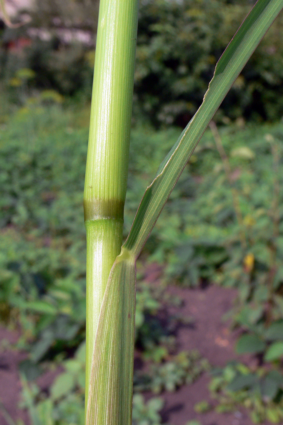 Изображение особи Echinochloa crus-galli.