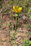 Crepis tectorum