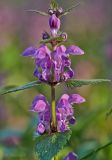 Lamium maculatum