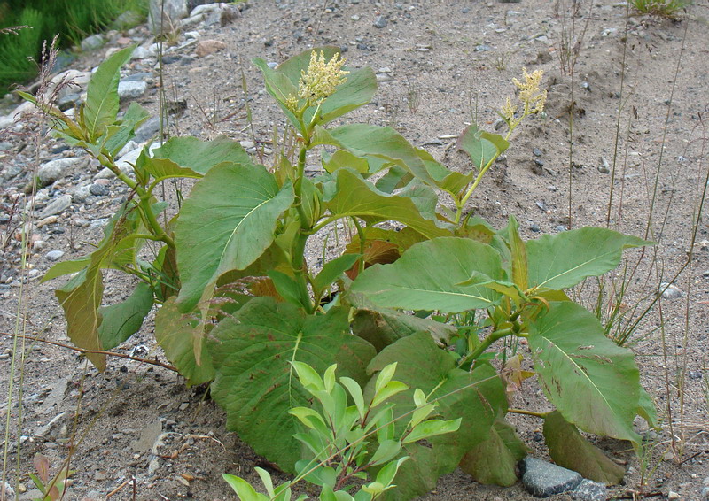 Изображение особи Aconogonon weyrichii.