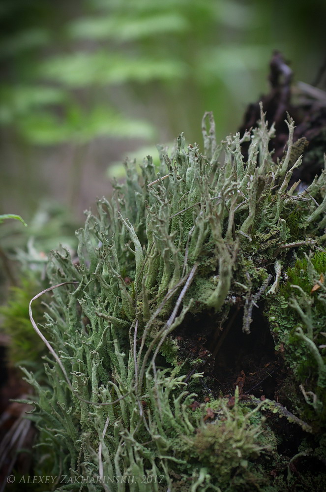 Изображение особи Cladonia cenotea.