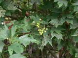 Viburnum sargentii. Верхушки побегов с незрелыми плодами (листья поражены мучнистой росой). Приморский край, г. Владивосток, Ленинский р-н, Адмиральский сквер, в озеленении. 01.08.2016.