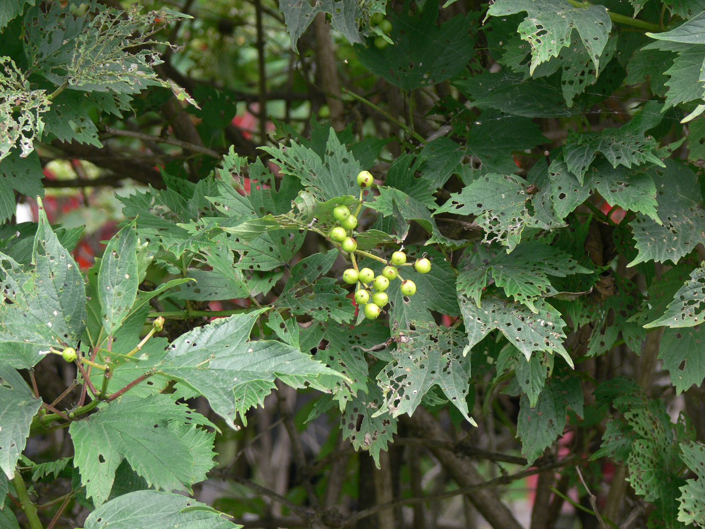 Image of Viburnum sargentii specimen.