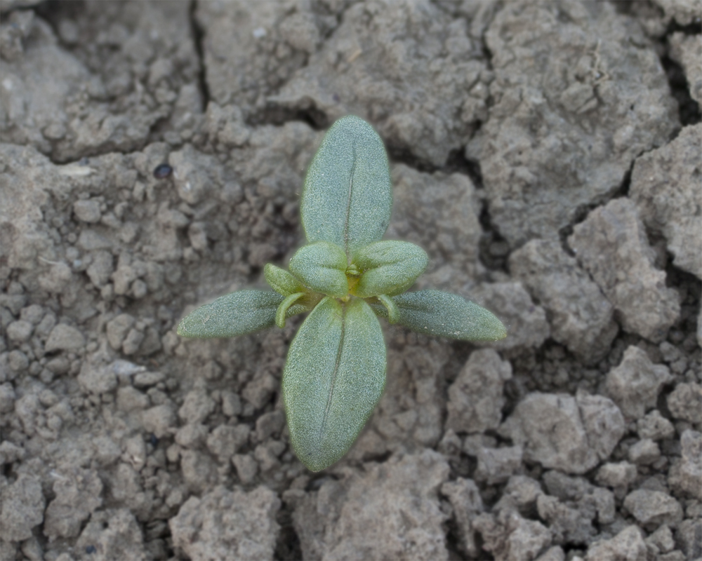 Изображение особи Anagallis foemina.