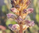 Orobanche minor