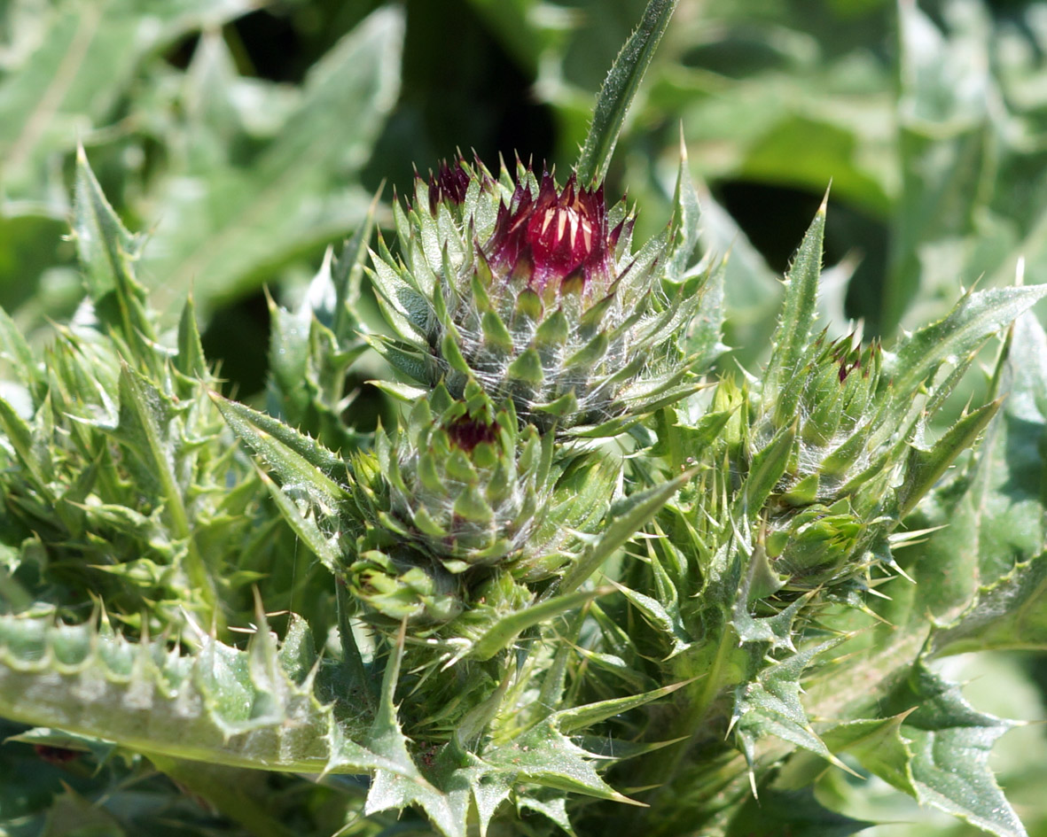 Image of Carduus onopordioides specimen.