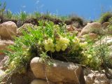 Astragalus masenderanus. Плодоносящее растение. Казахстан, Заилийский Алатау в окр. г. Алматы, ущ. Каскелен, обрыв на склоне южной экспозиции, 1800 м н.у.м., моренные отложения. 22 мая 2017 г.