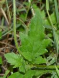 Tridax procumbens