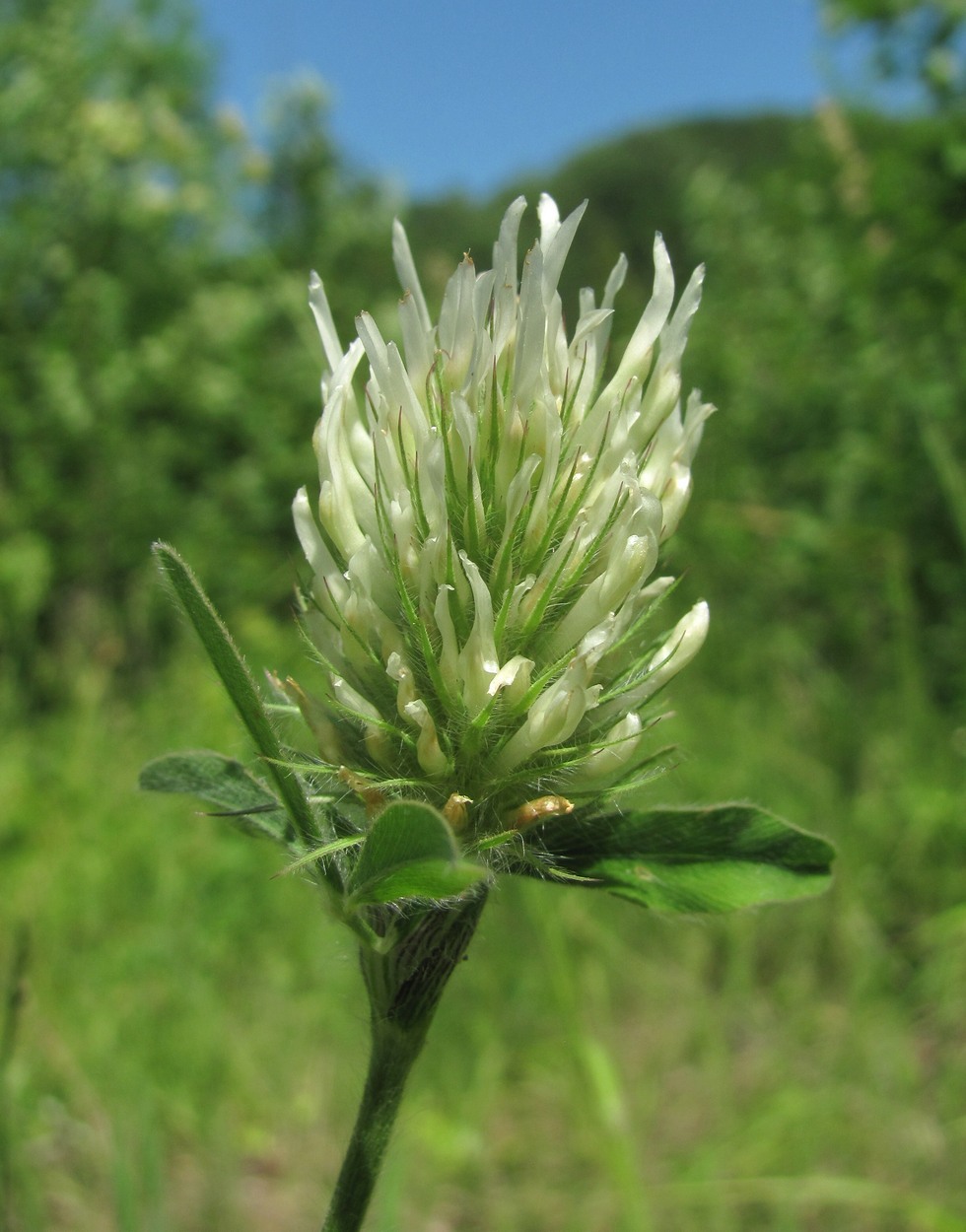 Изображение особи Trifolium caucasicum.