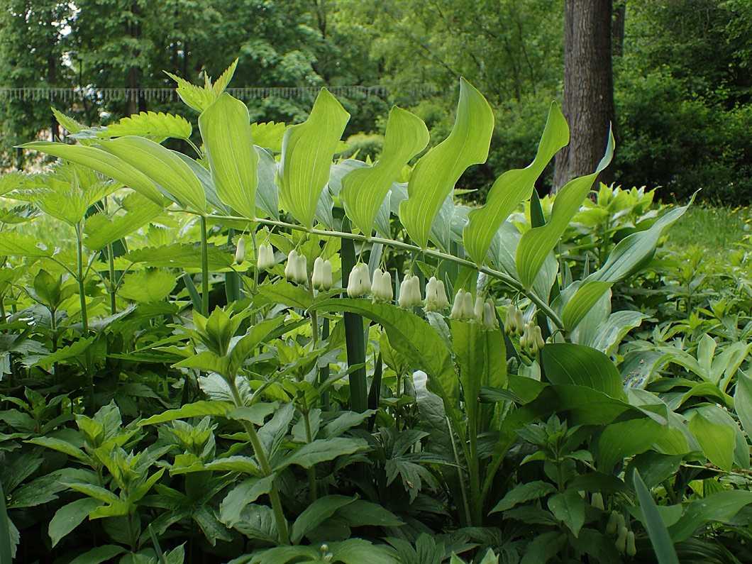 Изображение особи Polygonatum &times; hybridum.