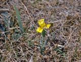 Iris humilis