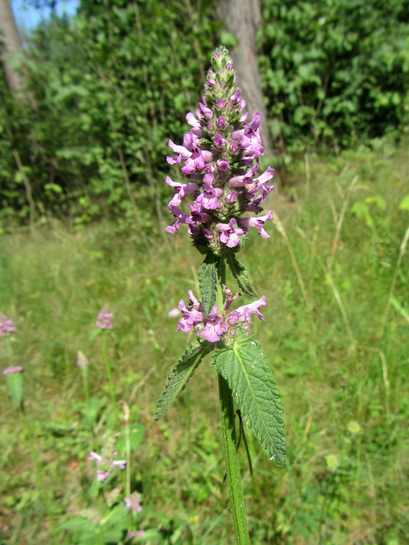 Изображение особи Betonica officinalis.