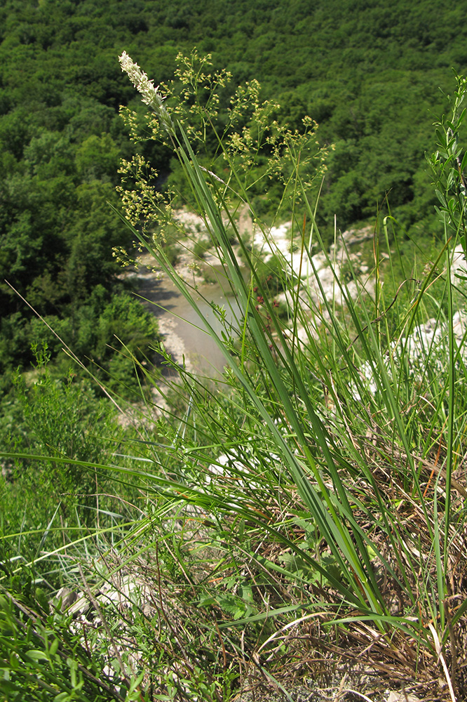 Image of Sesleria alba specimen.