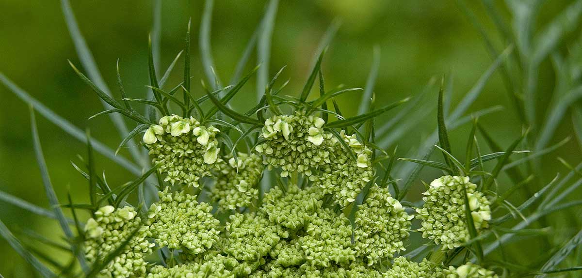 Изображение особи Daucus sativus.