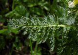Pedicularis condensata