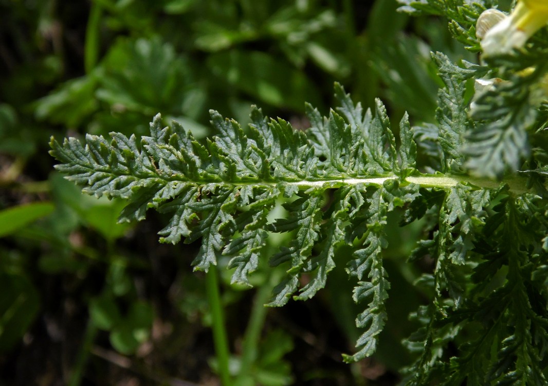 Image of Pedicularis condensata specimen.