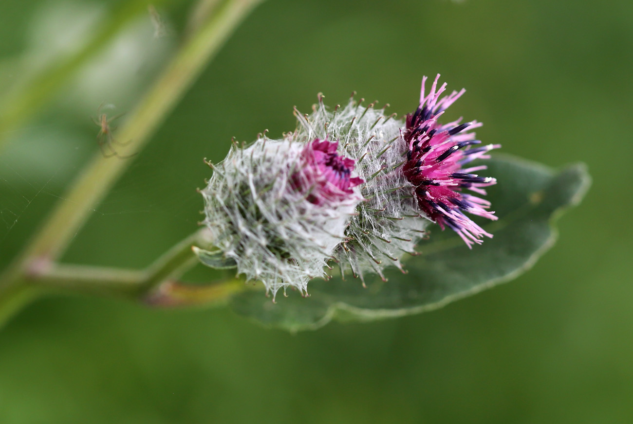 Изображение особи Arctium tomentosum.