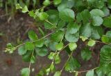 Betula divaricata