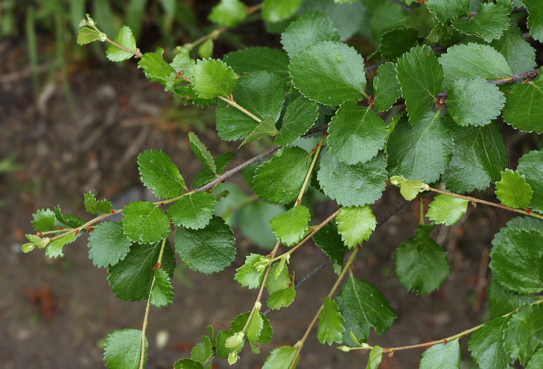 Image of Betula divaricata specimen.