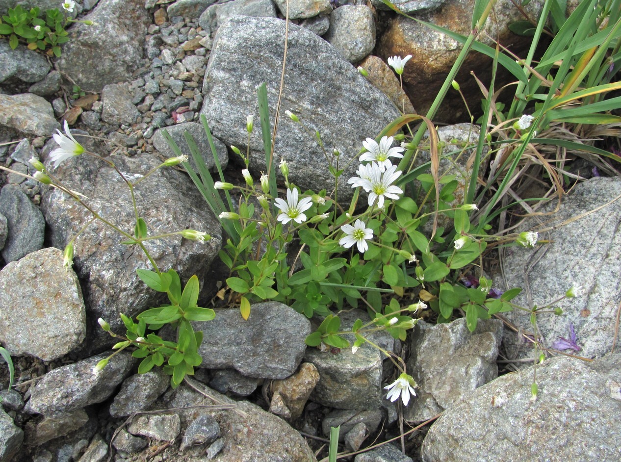 Image of Cerastium polymorphum specimen.