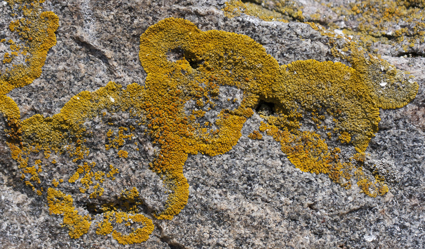 Image of familia Teloschistaceae specimen.