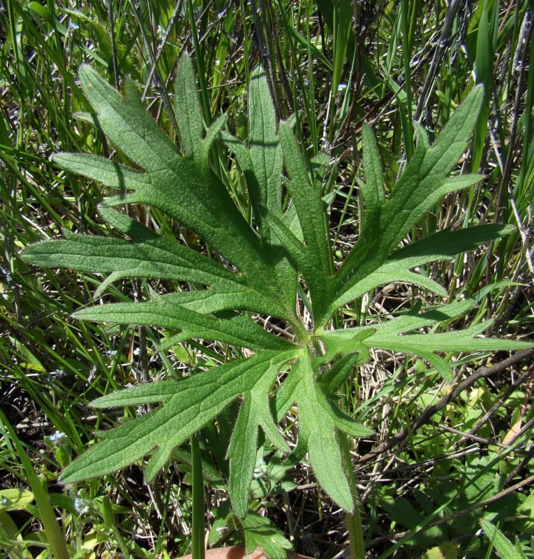 Image of Ranunculus polyanthemos specimen.