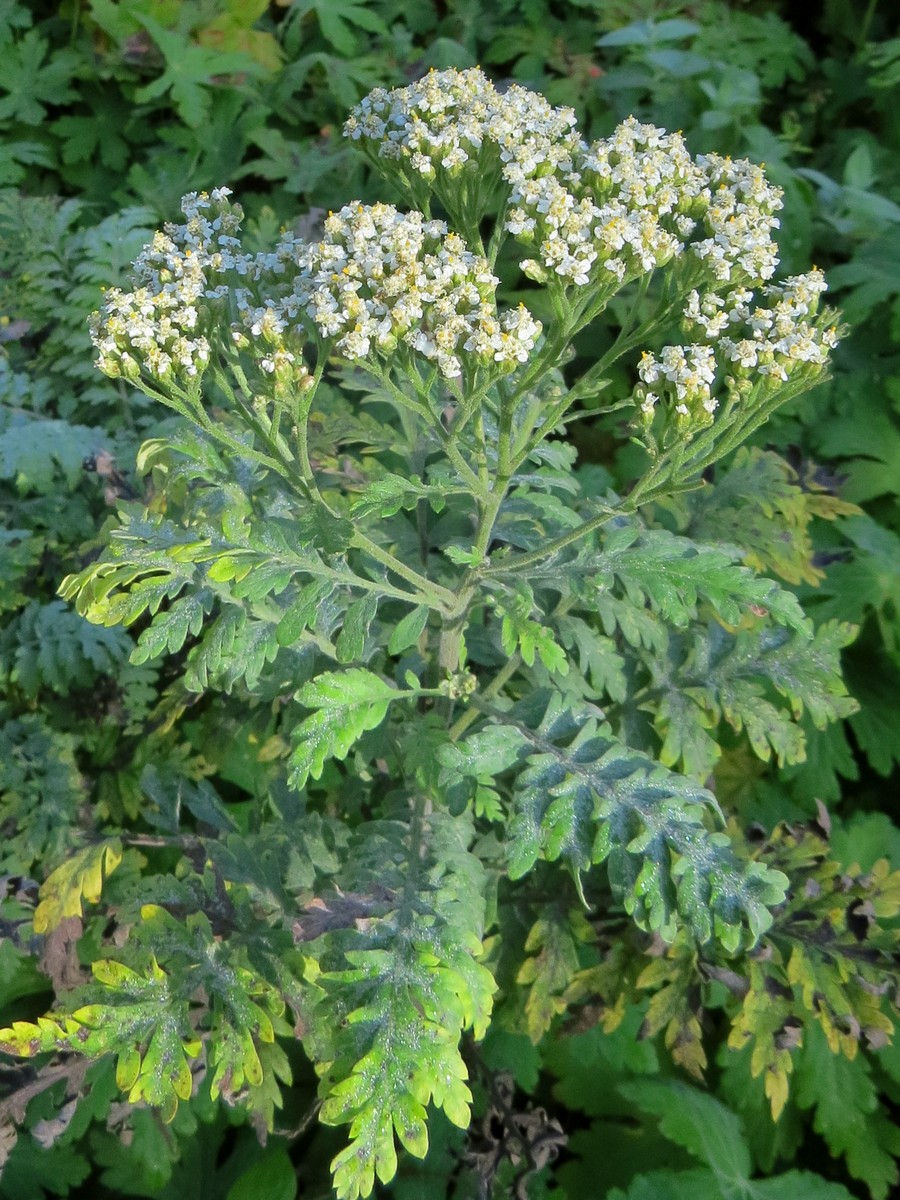 Изображение особи род Achillea.