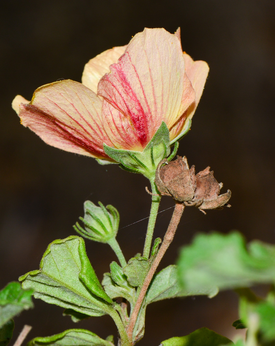 Image of Pavonia praemorsa specimen.