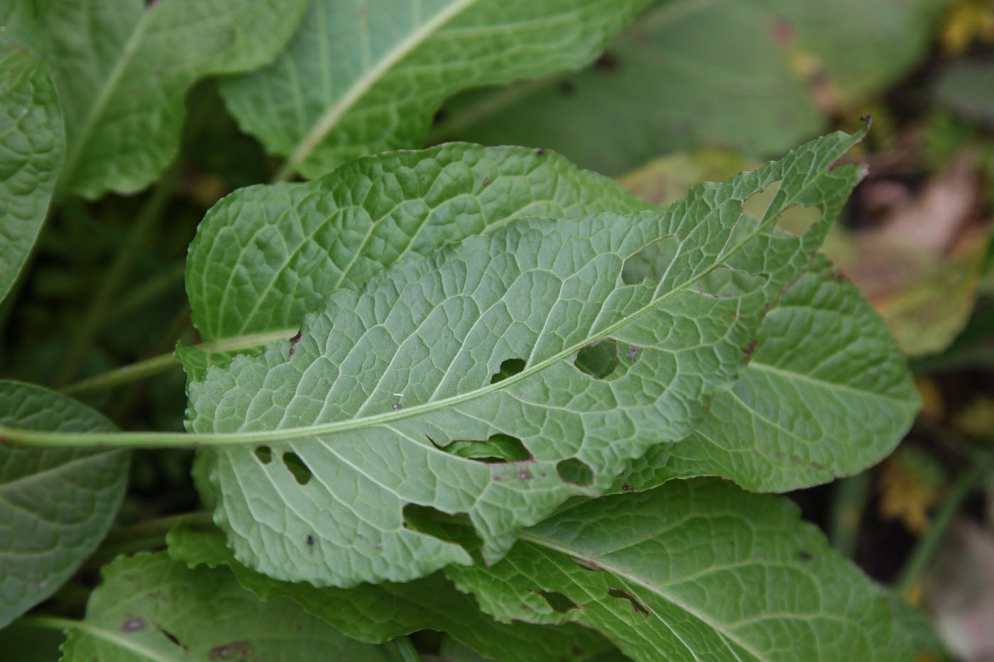 Изображение особи Rumex sylvestris.