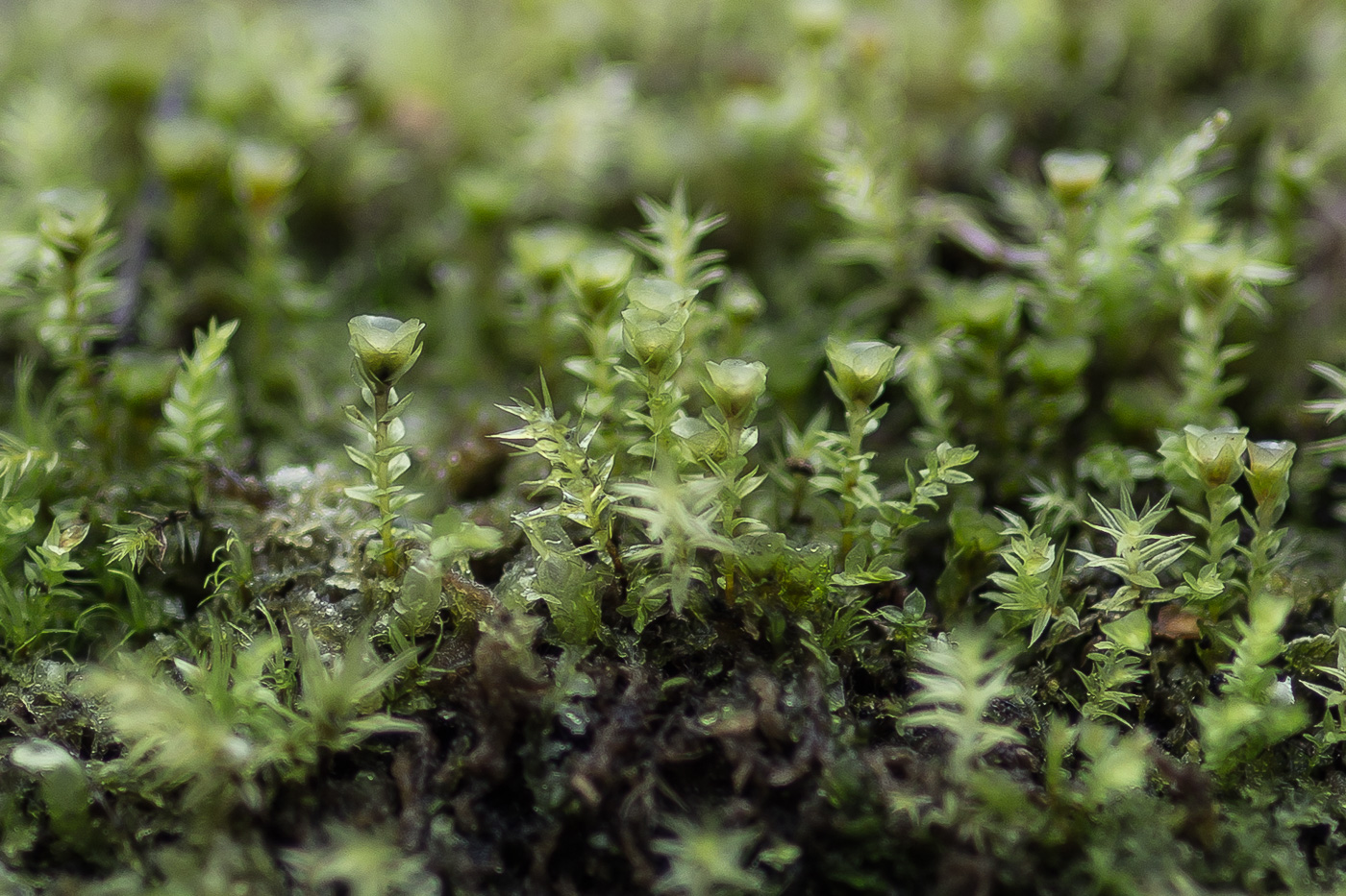 Изображение особи Tetraphis pellucida.