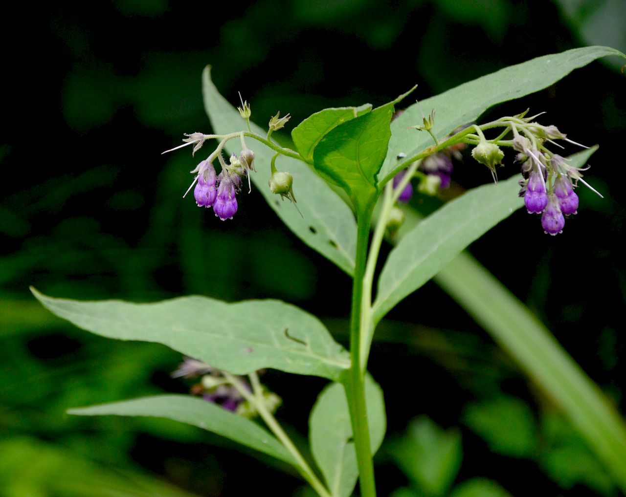 Изображение особи Symphytum officinale.