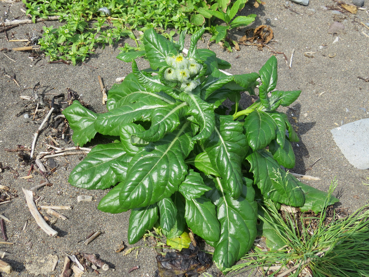 Изображение особи Senecio pseudoarnica.