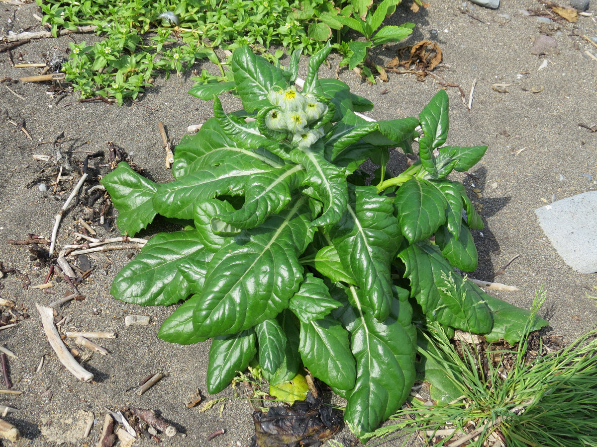 Image of Senecio pseudoarnica specimen.