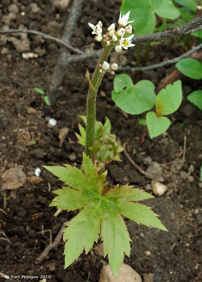 Image of Mukdenia rossii specimen.