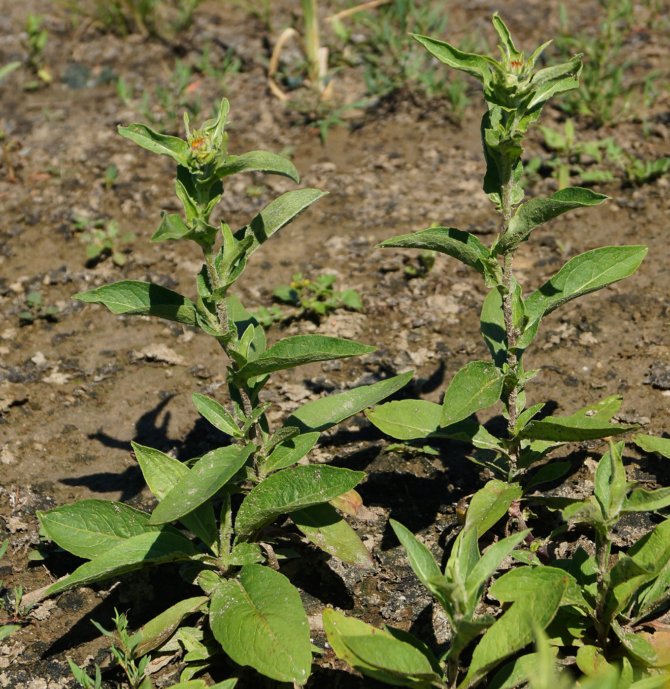 Image of Inula britannica specimen.