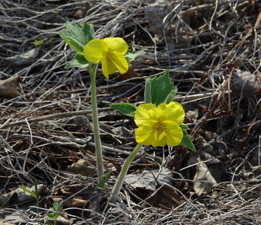 Изображение особи Viola uniflora.