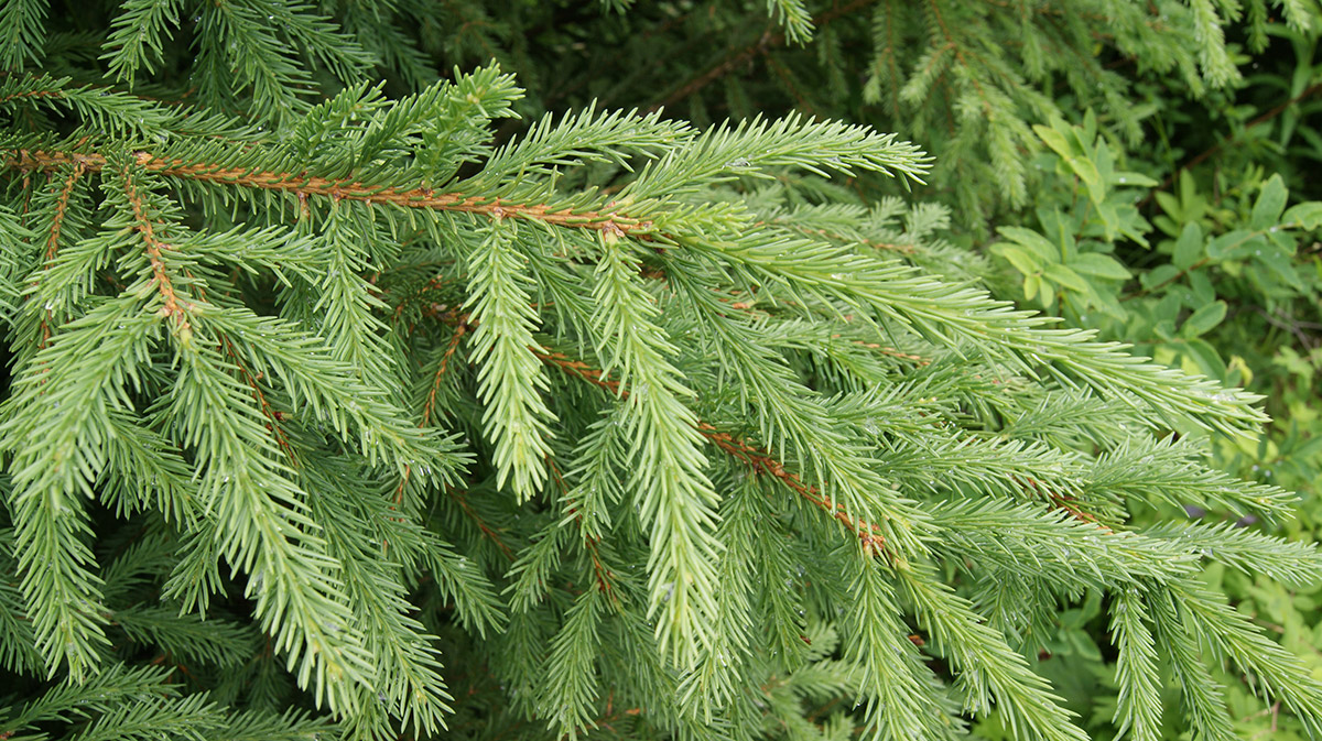 Изображение особи Picea abies.