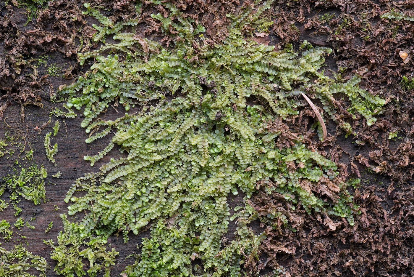 Image of genus Calypogeia specimen.