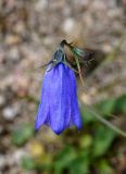 Campanula rotundifolia