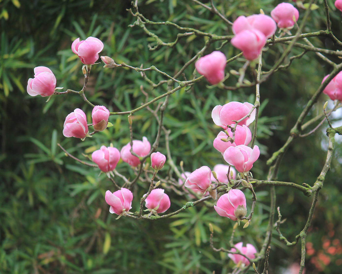 Image of Magnolia &times; soulangeana specimen.