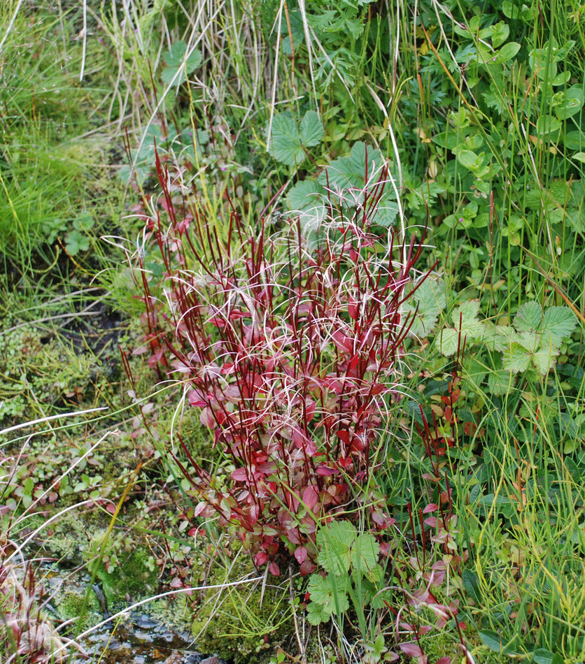 Image of Epilobium hornemannii specimen.