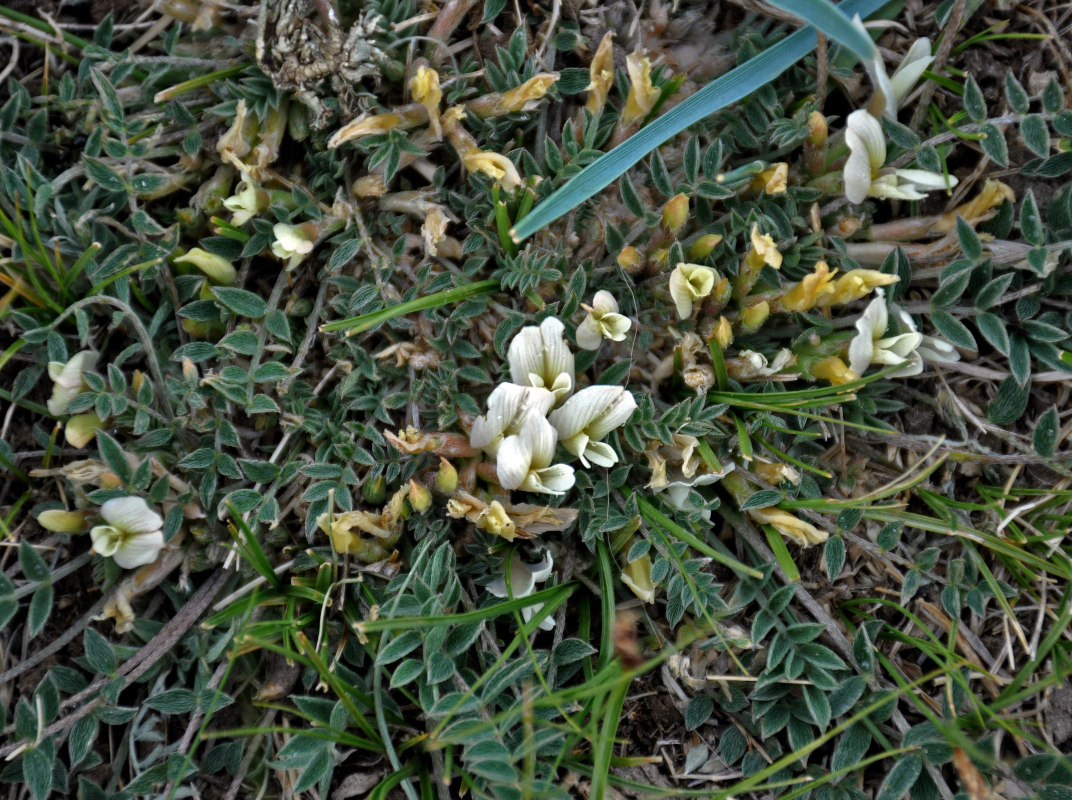 Изображение особи Astragalus scaberrimus.