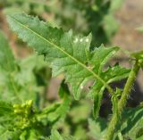 Sisymbrium loeselii
