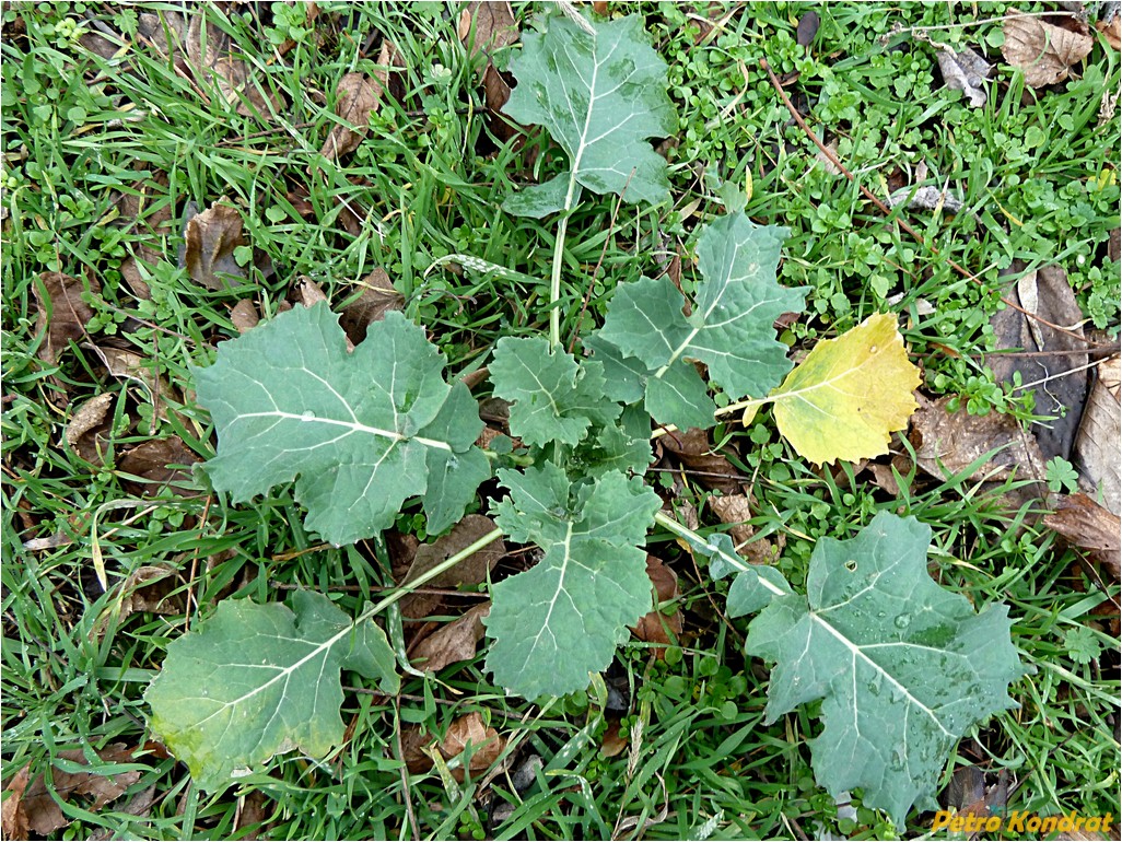 Image of Brassica napus specimen.